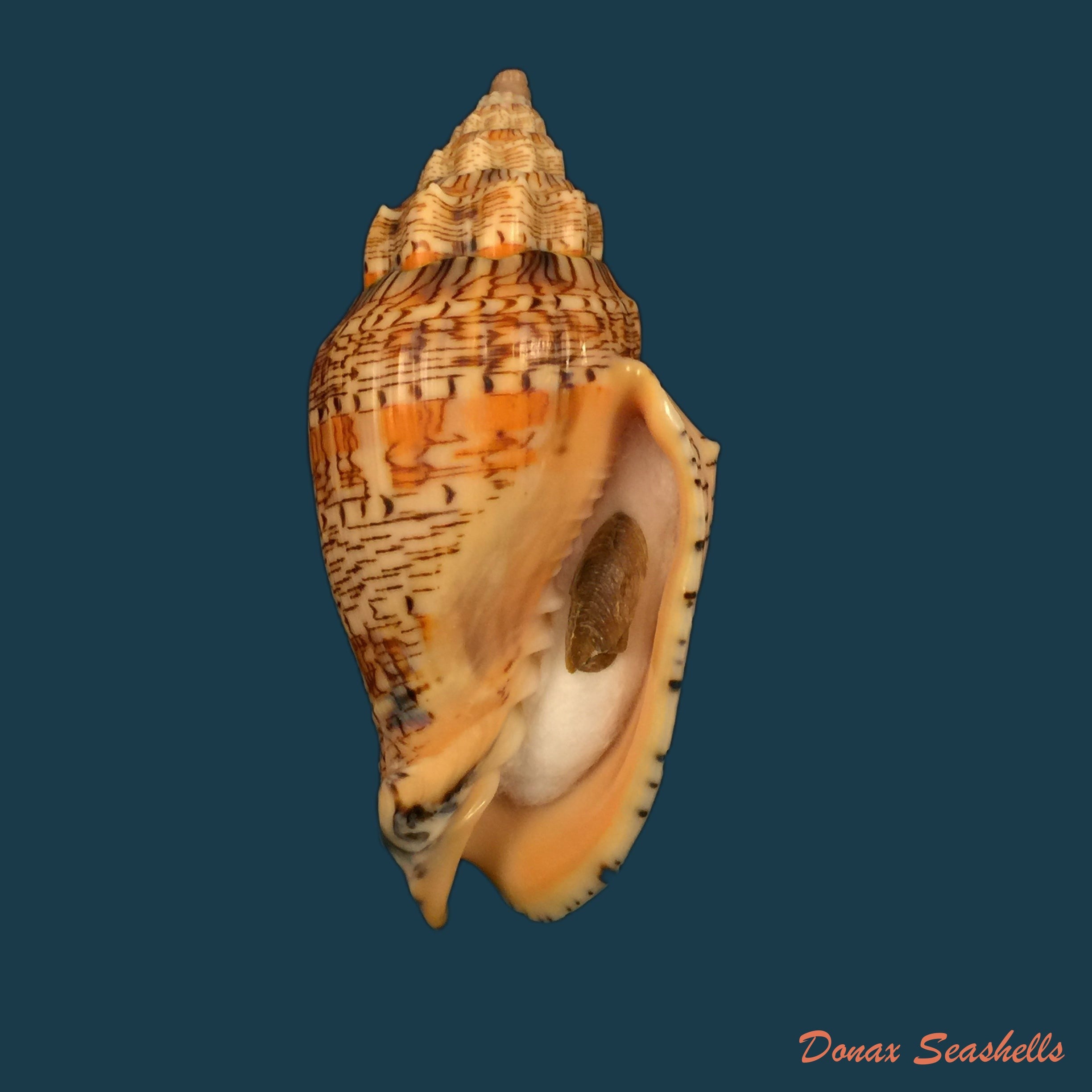 copia-de-voluta-ebraea-linnaeus-1758-94-9mm
