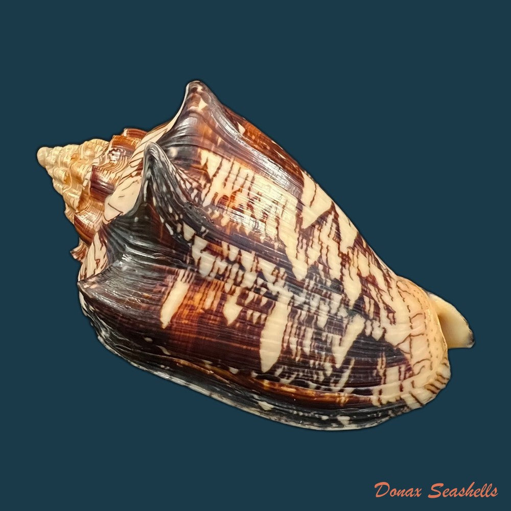 copia-de-voluta-ebraea-linnaeus-1758-97-6mm-1
