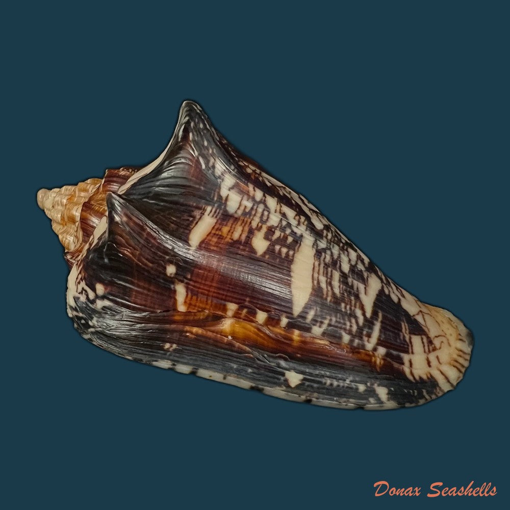 copia-de-voluta-ebraea-linnaeus-1758-97-6mm-1