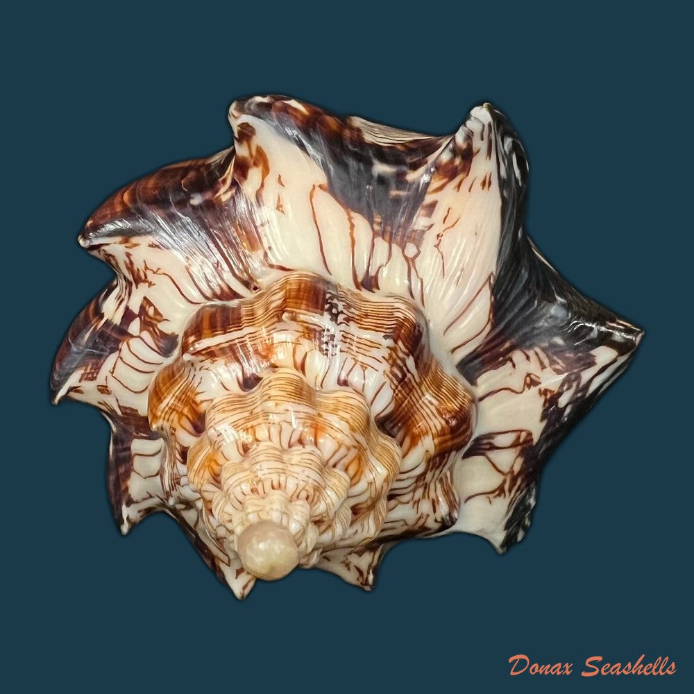 copia-de-voluta-ebraea-linnaeus-1758-97-6mm-1