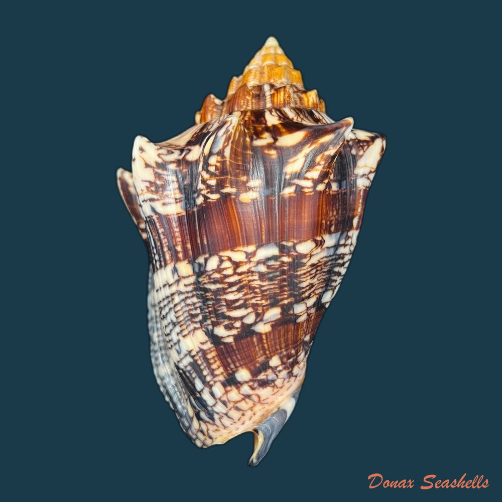 copia-de-voluta-ebraea-linnaeus-1758-99-5mm-1
