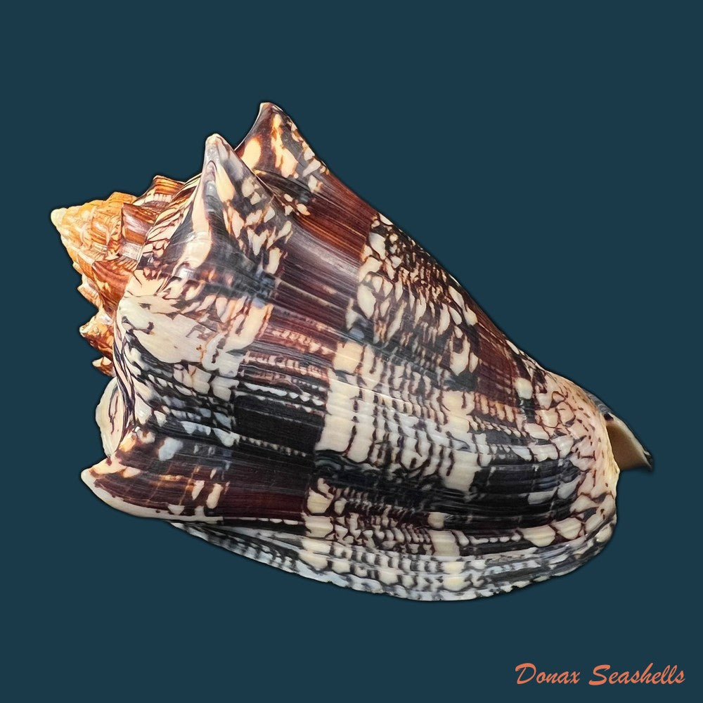 copia-de-voluta-ebraea-linnaeus-1758-99-5mm-1