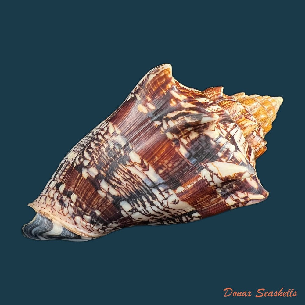copia-de-voluta-ebraea-linnaeus-1758-99-5mm-1