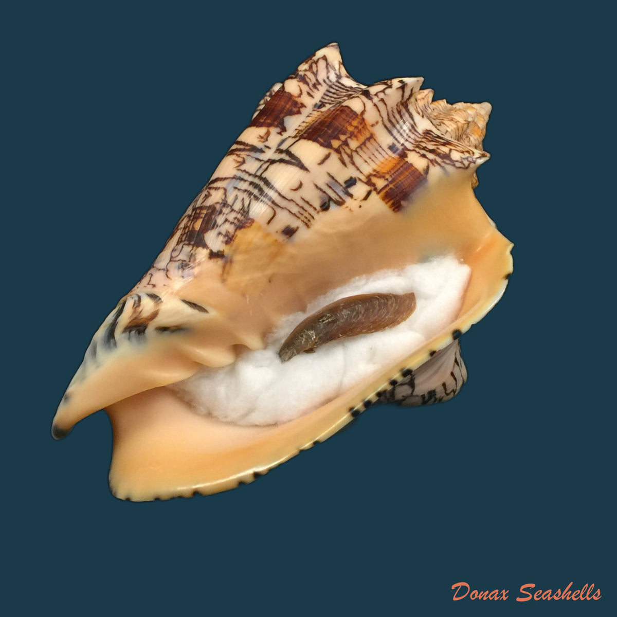 copia-de-voluta-ebraea-linnaeus-1765