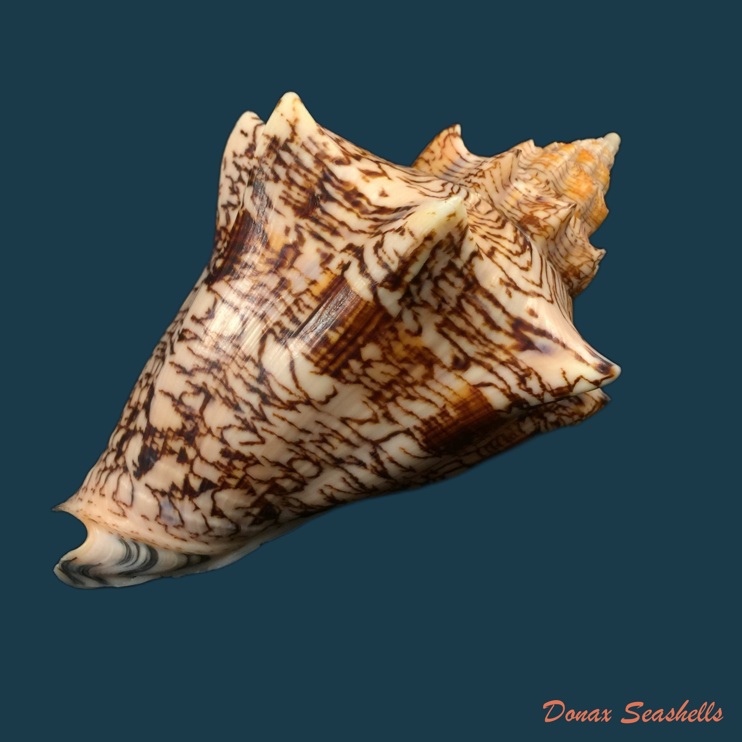 copia-de-voluta-ebraea-linnaeus-1767