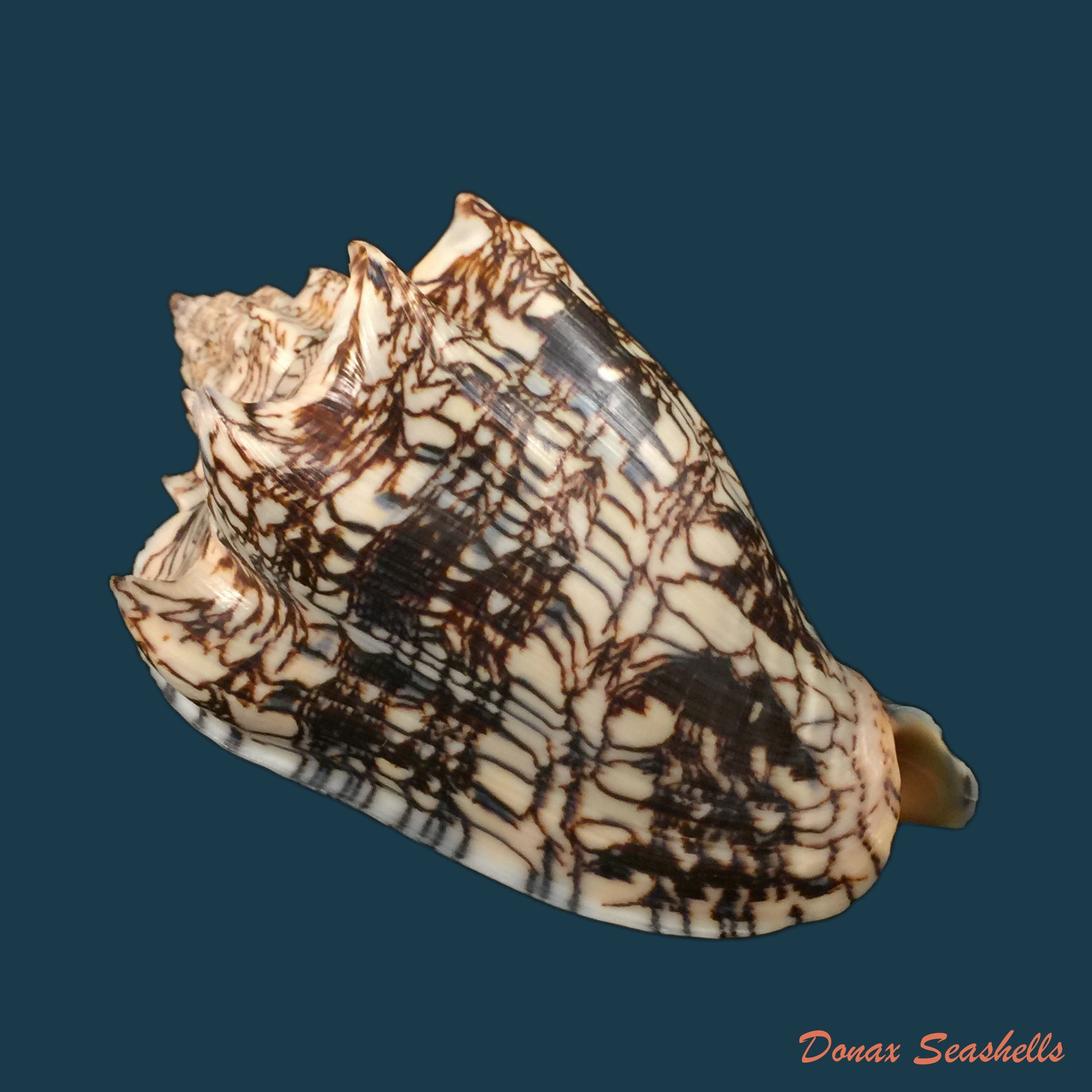 copia-de-voluta-ebraea-linnaeus-1770