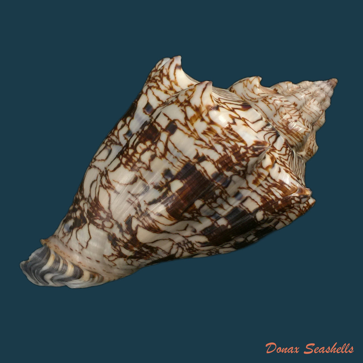 copia-de-voluta-ebraea-linnaeus-1770