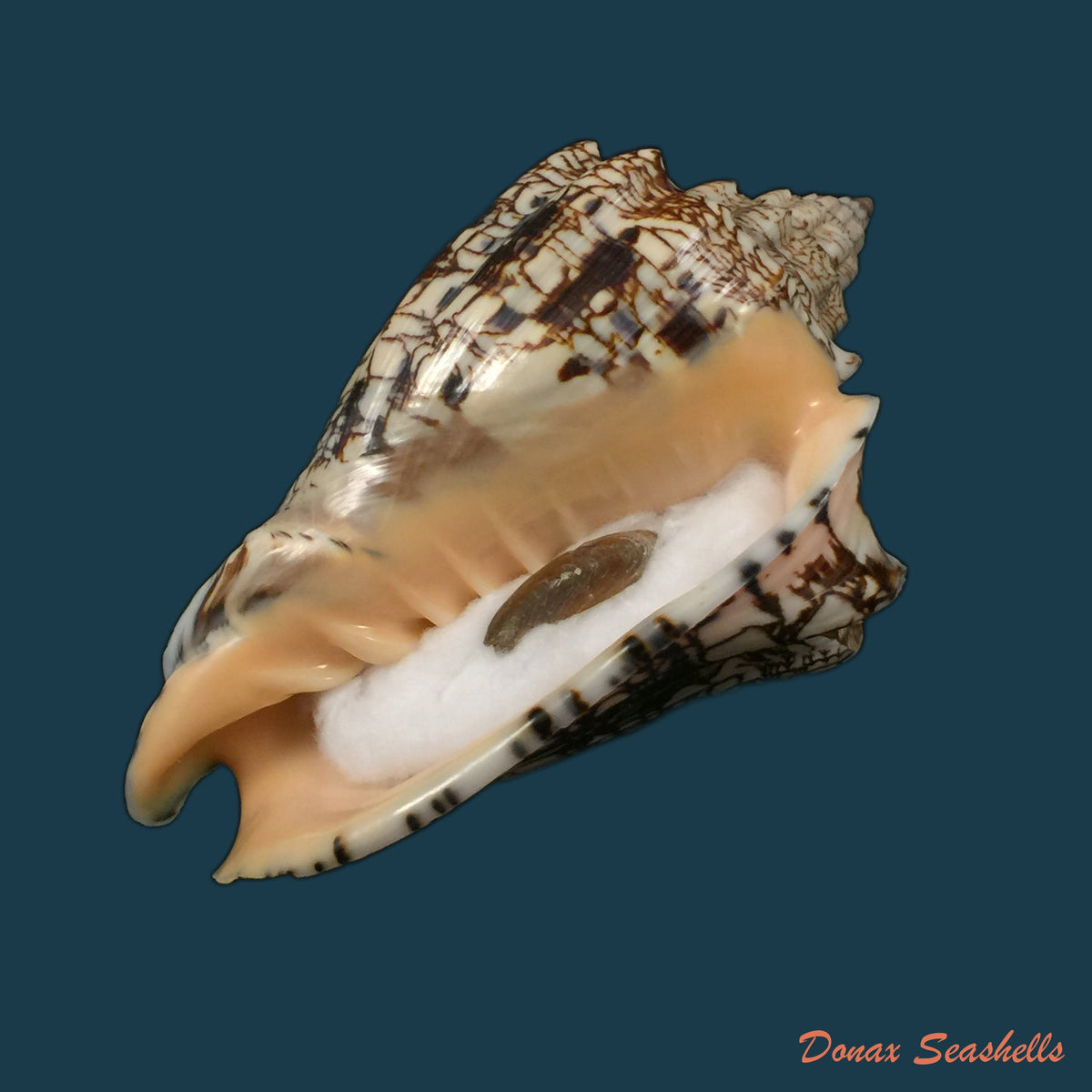 copia-de-voluta-ebraea-linnaeus-1770