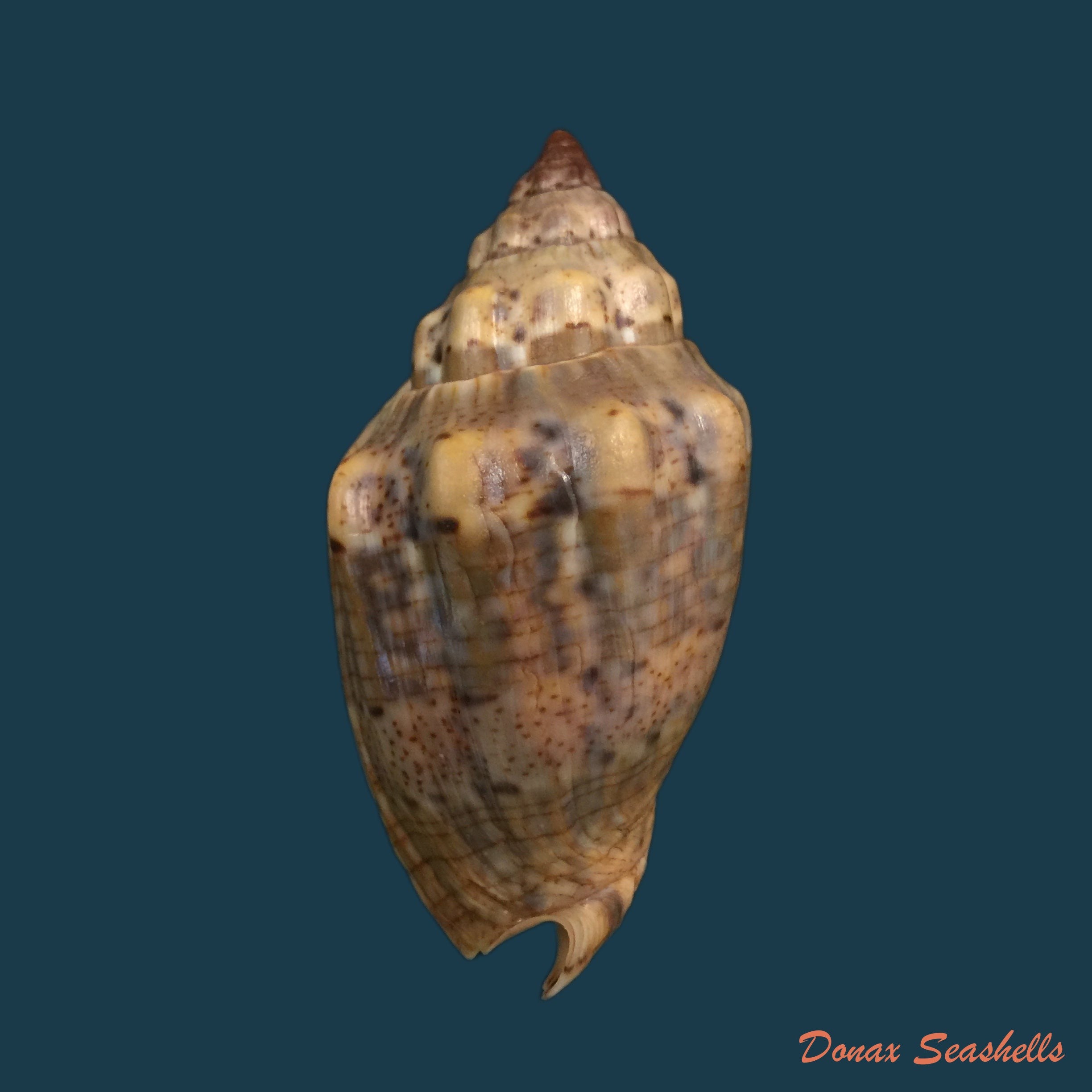 copia-de-voluta-musica-linnaeus-1758-70-4mm