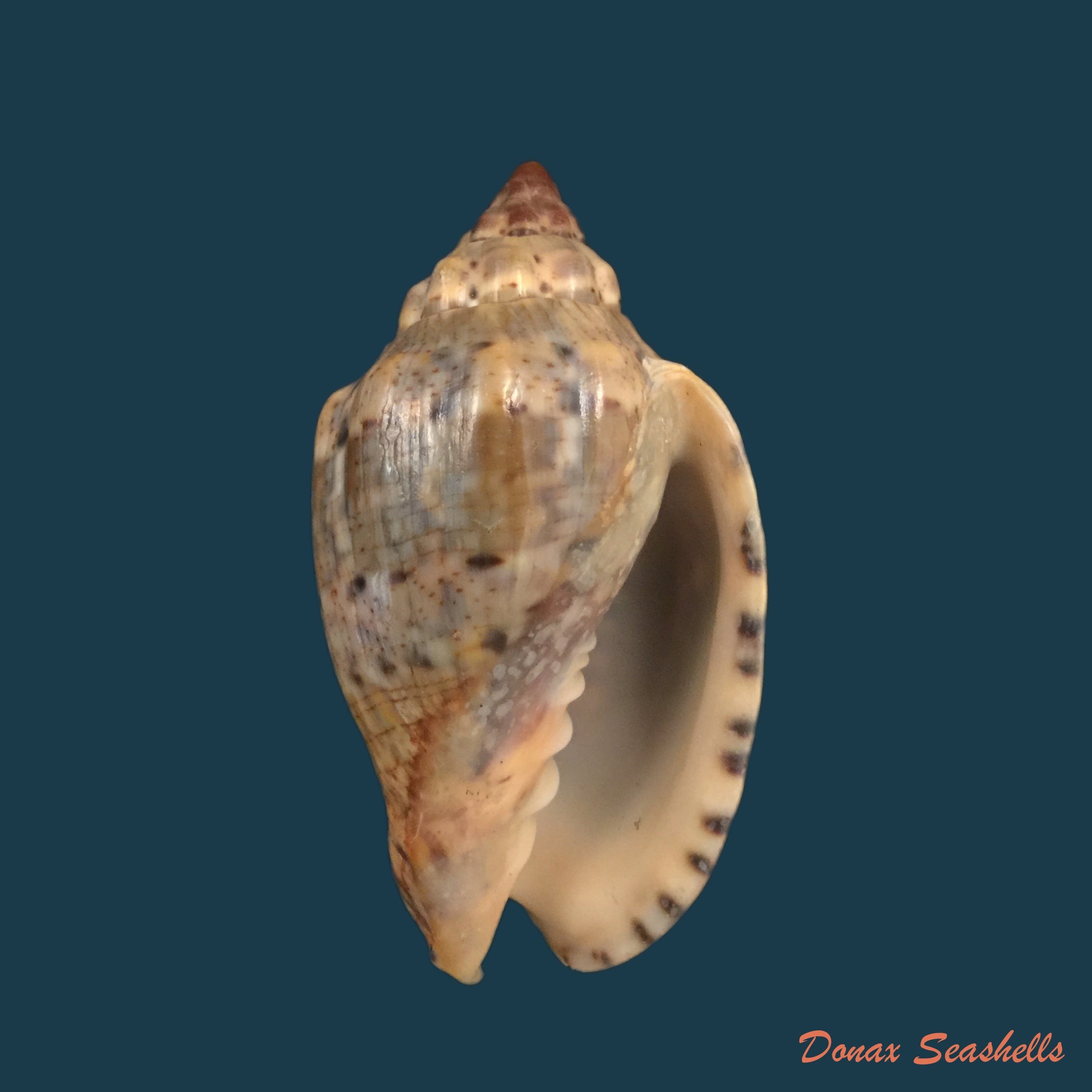 copia-de-voluta-musica-linnaeus-1758-70-4mm