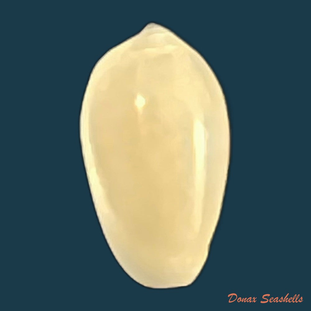 copia-de-volvarina-ampelusica-monterosato-1906-14-3mm-1