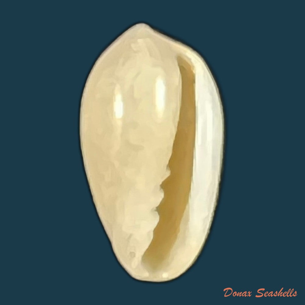 copia-de-volvarina-ampelusica-monterosato-1906-14-3mm-1