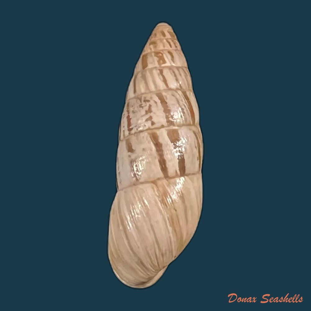 copia-de-zebrina-cylindrica-menke-1828-21-2mm