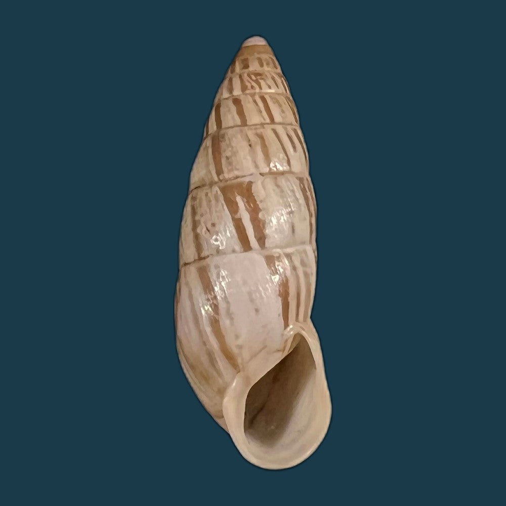 copia-de-zebrina-cylindrica-menke-1828-21-2mm