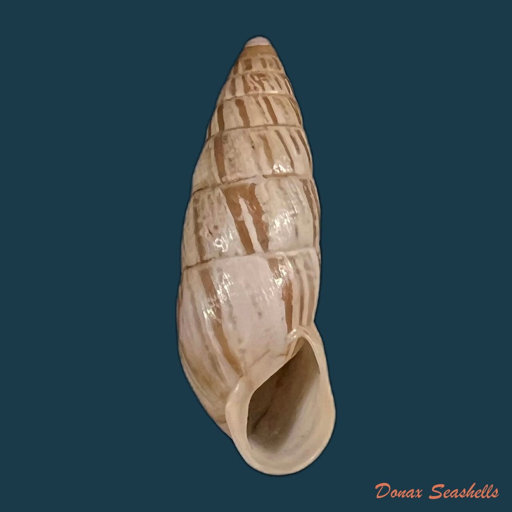 copia-de-zebrina-cylindrica-menke-1828-21-2mm