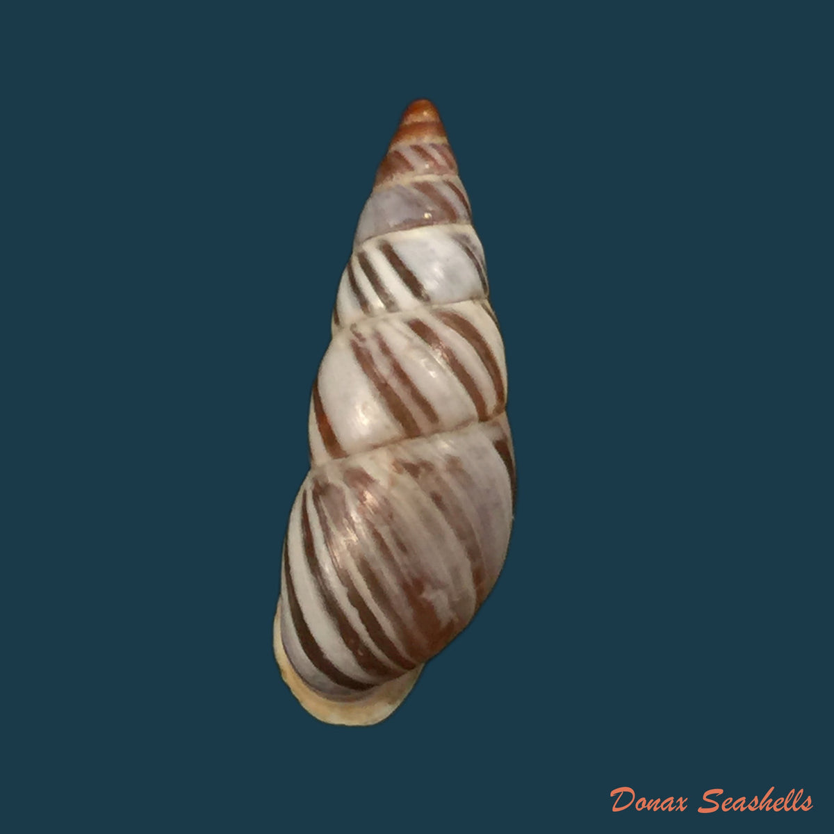 copia-de-zebrina-cylindrica-menke-1828