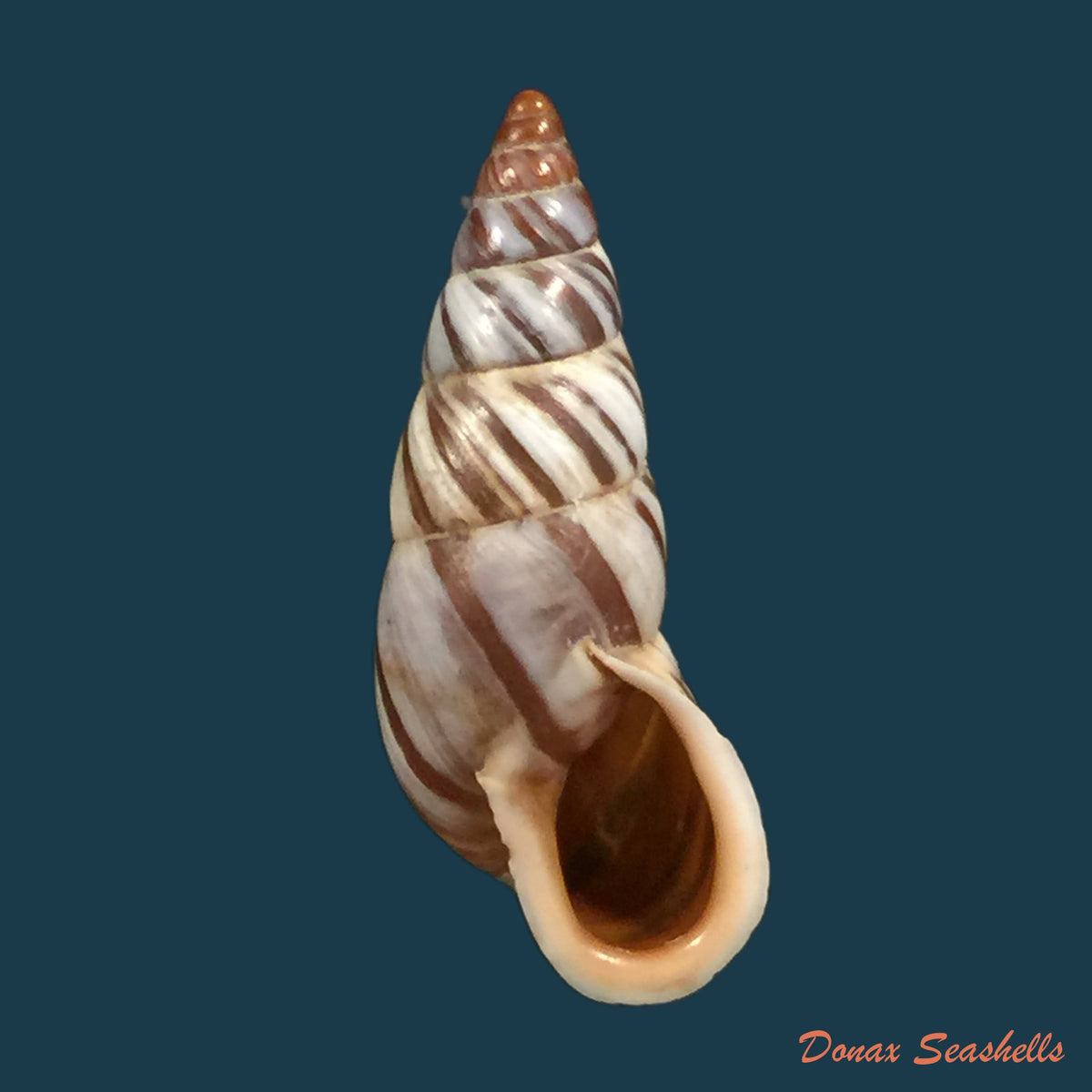 copia-de-zebrina-cylindrica-menke-1828