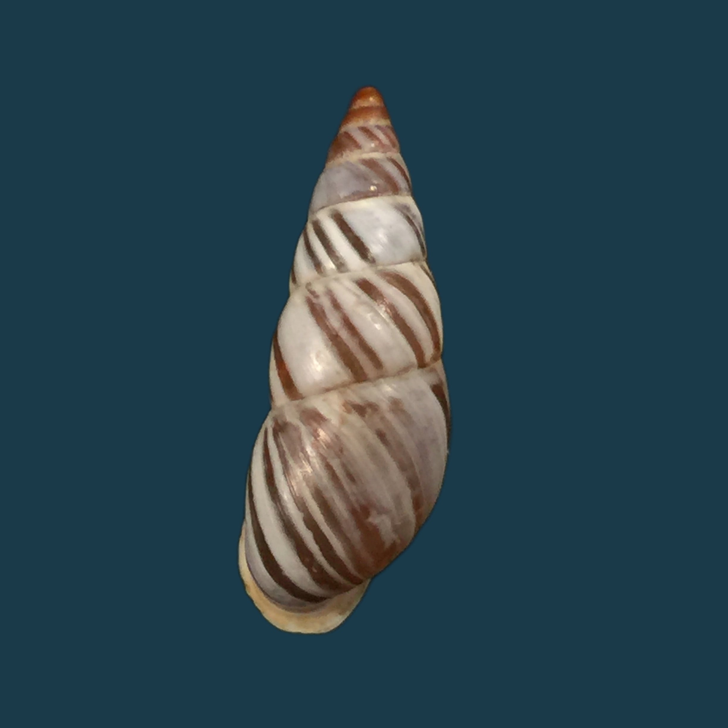 Subzebrinus ottonis (Sturany, 1900)