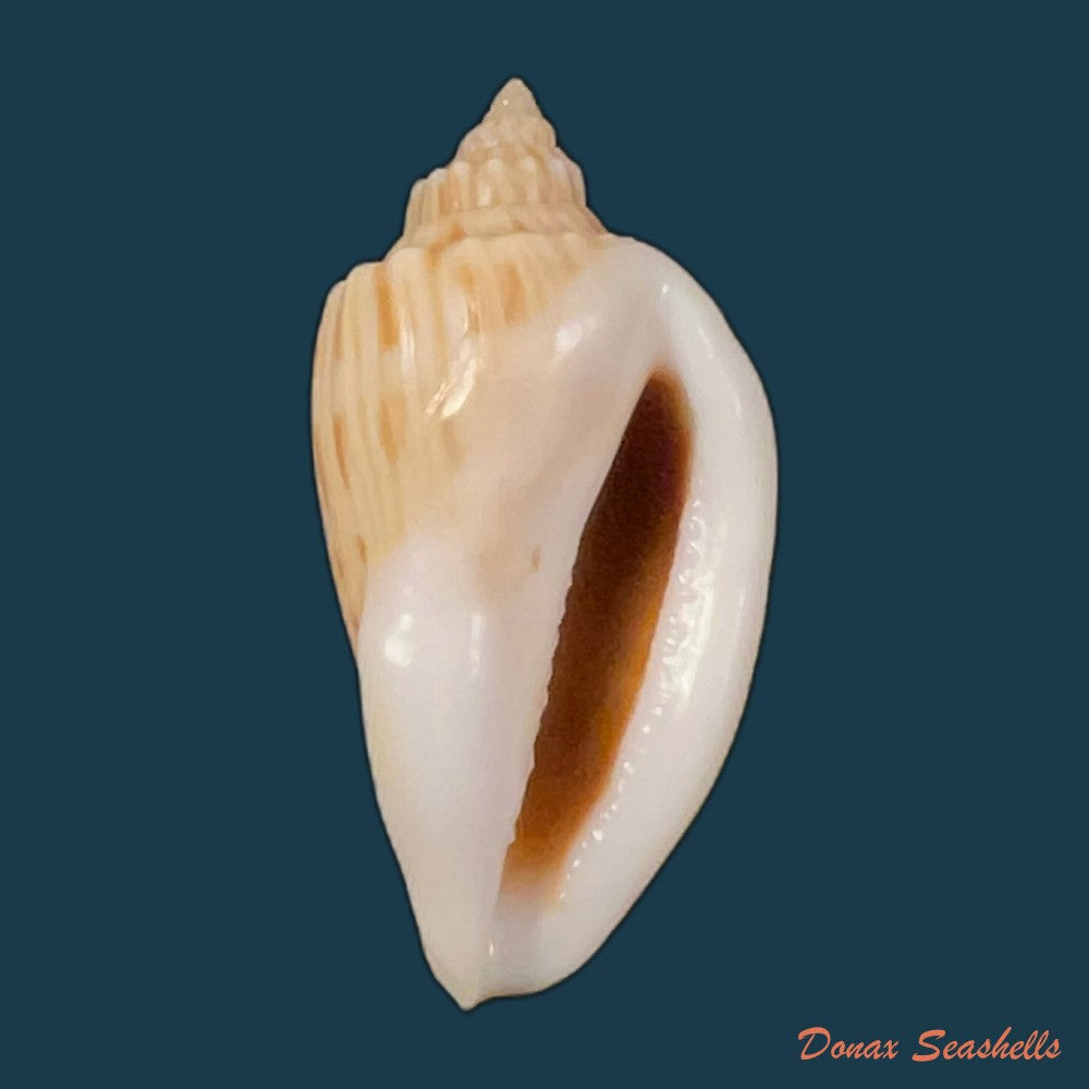 copia-de-zidona-dufresnei-donovan-1823-165-8mm