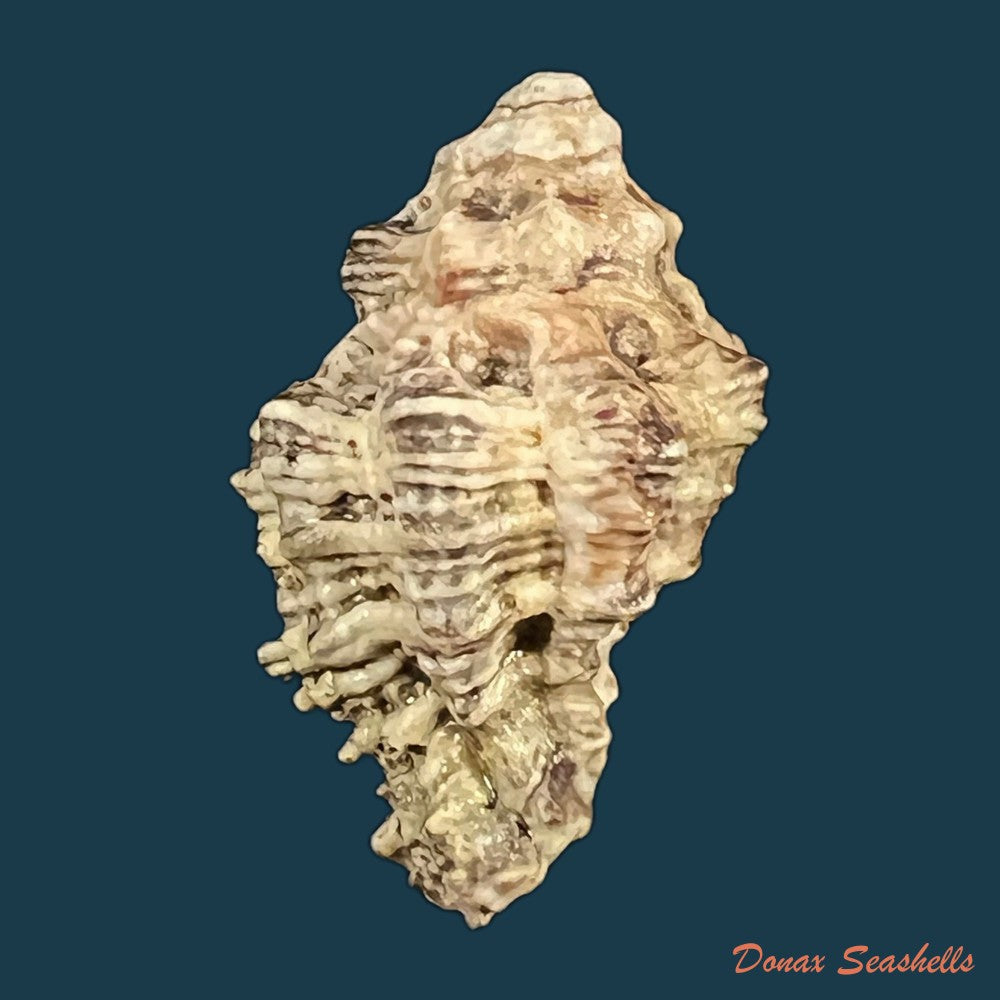coralliophila-abbreviata-lamarck-1816-20-1mm-copia-1