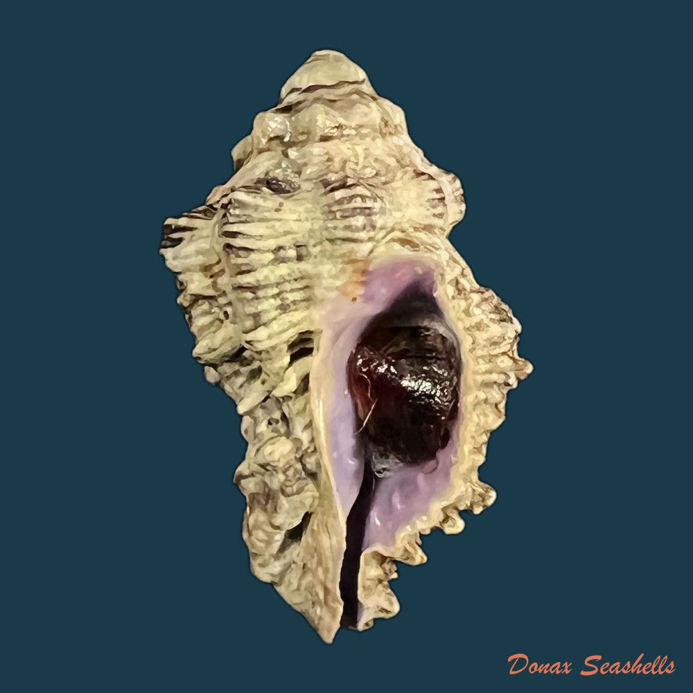 coralliophila-abbreviata-lamarck-1816-20-1mm-copia-1