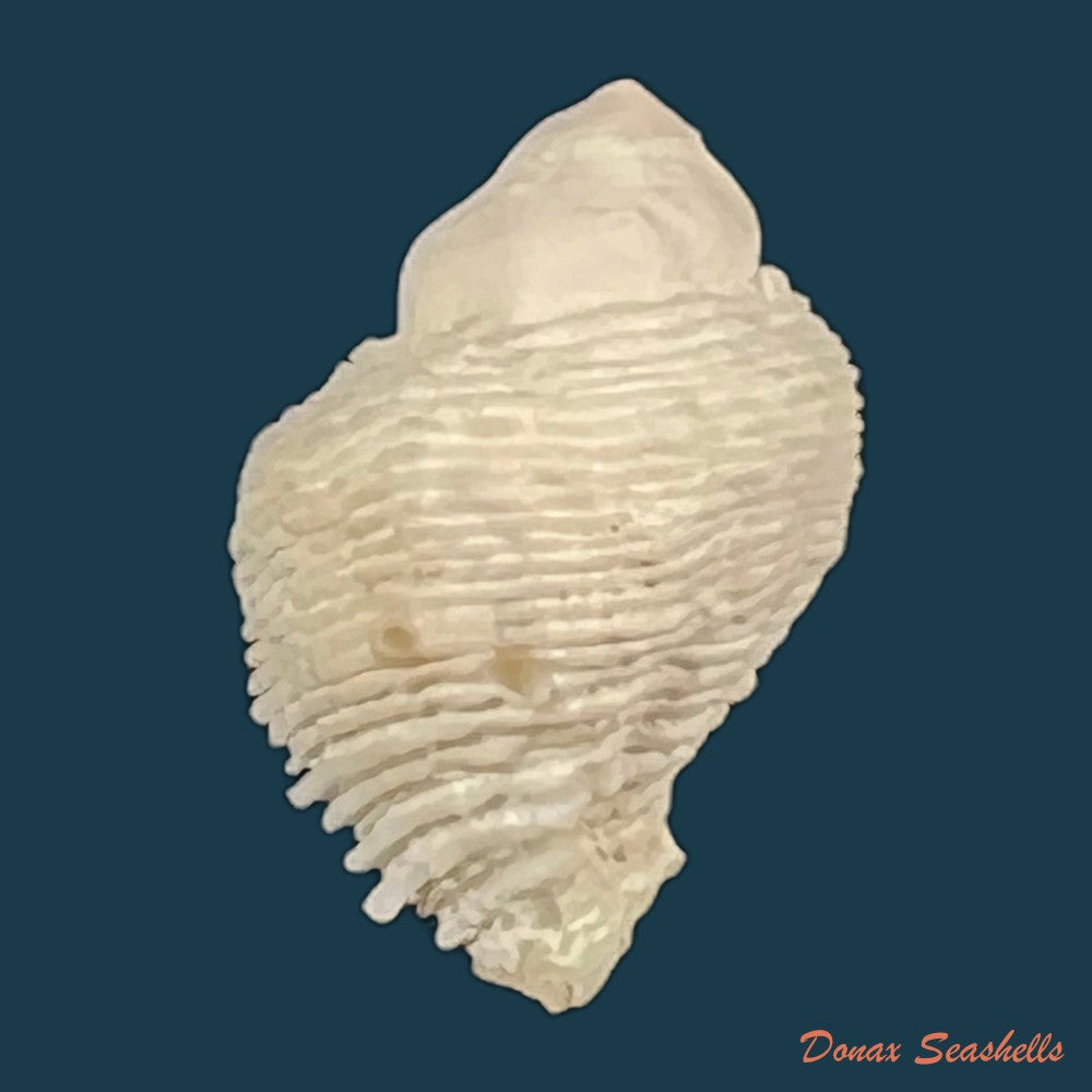 coralliophila-abbreviata-lamarck-1816-20-1mm-copia