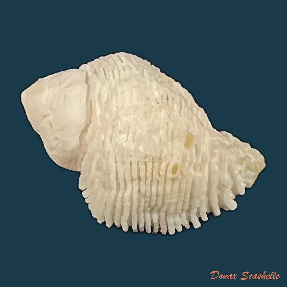coralliophila-abbreviata-lamarck-1816-20-1mm-copia