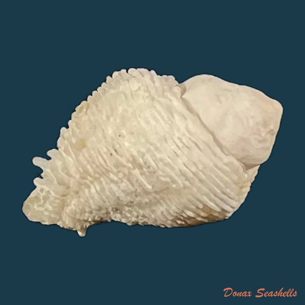 coralliophila-abbreviata-lamarck-1816-20-1mm-copia