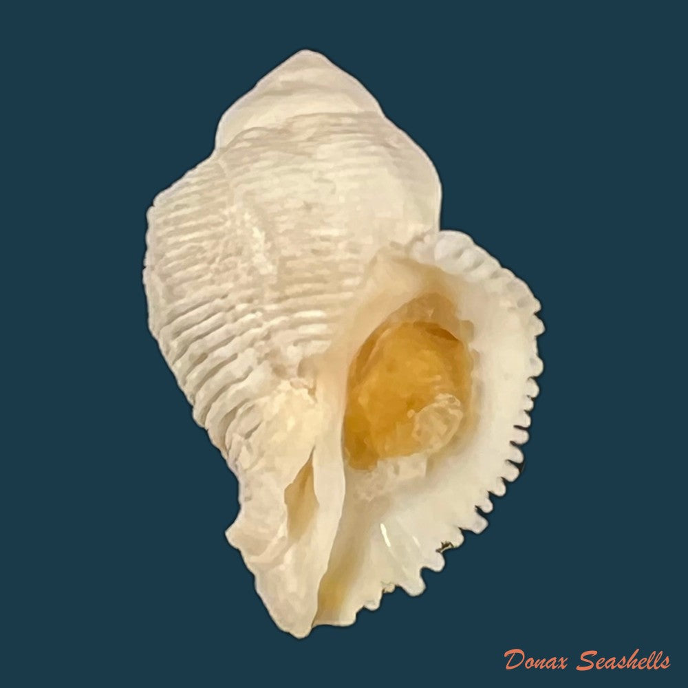 coralliophila-abbreviata-lamarck-1816-20-1mm-copia