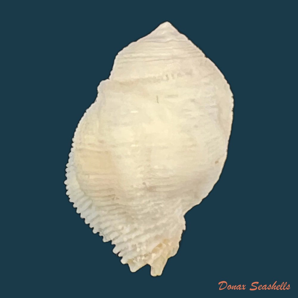 coralliophila-abbreviata-lamarck-1816-21-8mm-copia