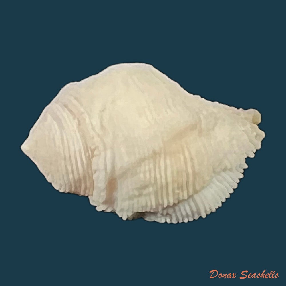 coralliophila-abbreviata-lamarck-1816-21-8mm-copia