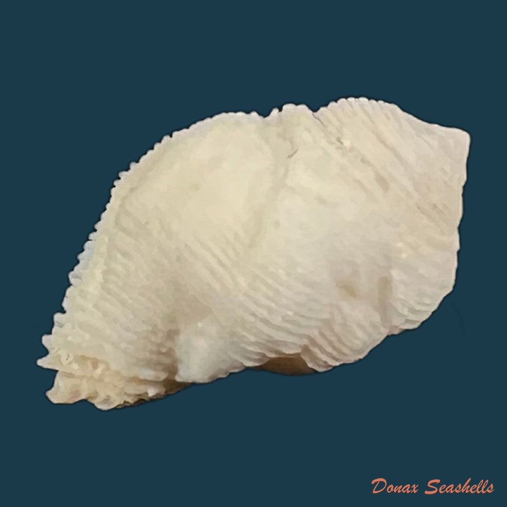coralliophila-abbreviata-lamarck-1816-21-8mm-copia