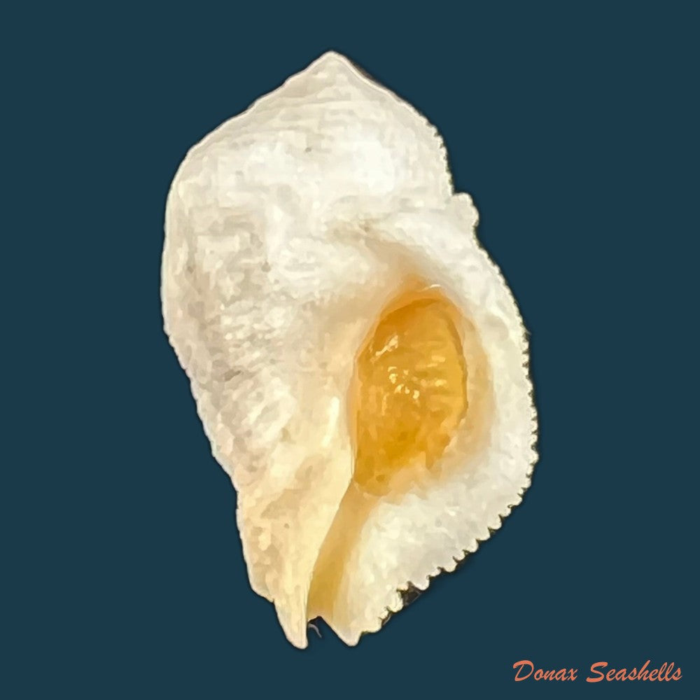 coralliophila-abbreviata-lamarck-1816-21-8mm-copia