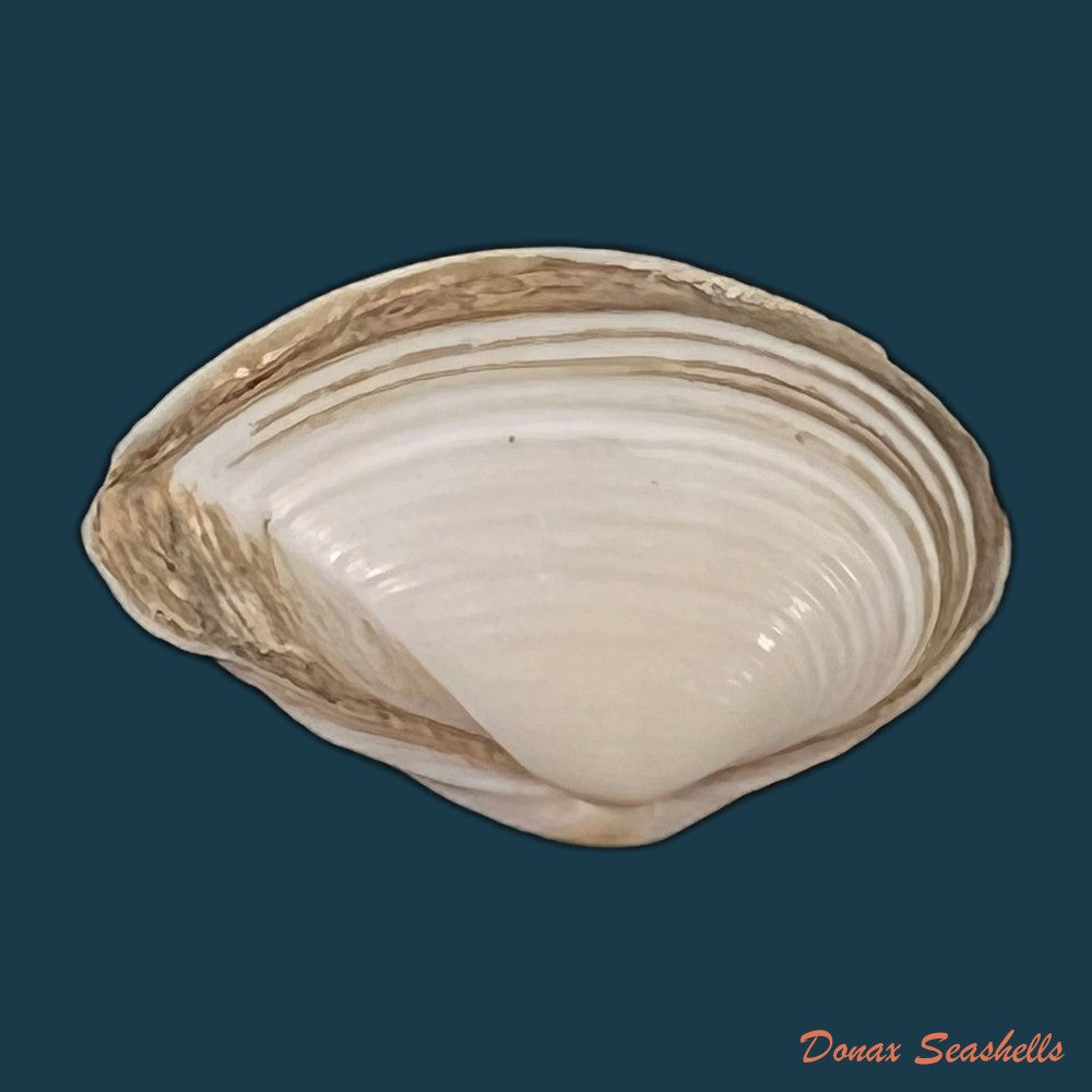 corbula-fortisulcata-e-a-smith-1879-19mm-copia