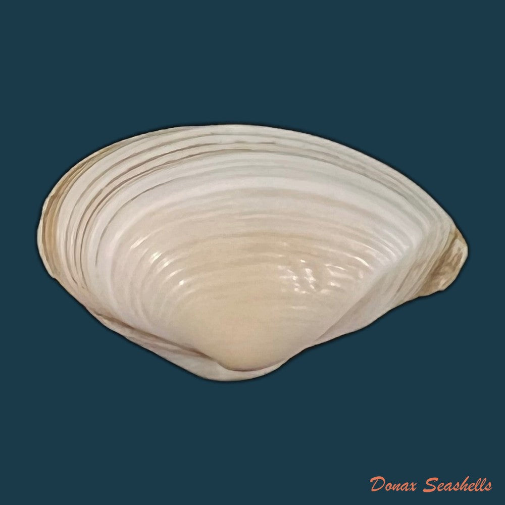 corbula-fortisulcata-e-a-smith-1879-19mm-copia