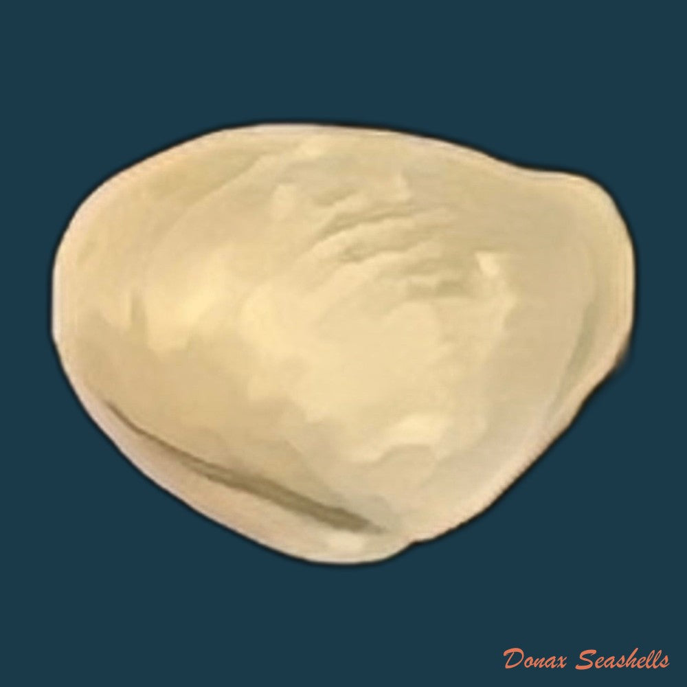corbula-speciosa-reeve-1843-17-1mm-copia