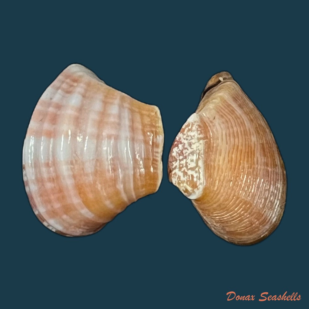 corbula-speciosa-reeve-1843-18-3mm-copia