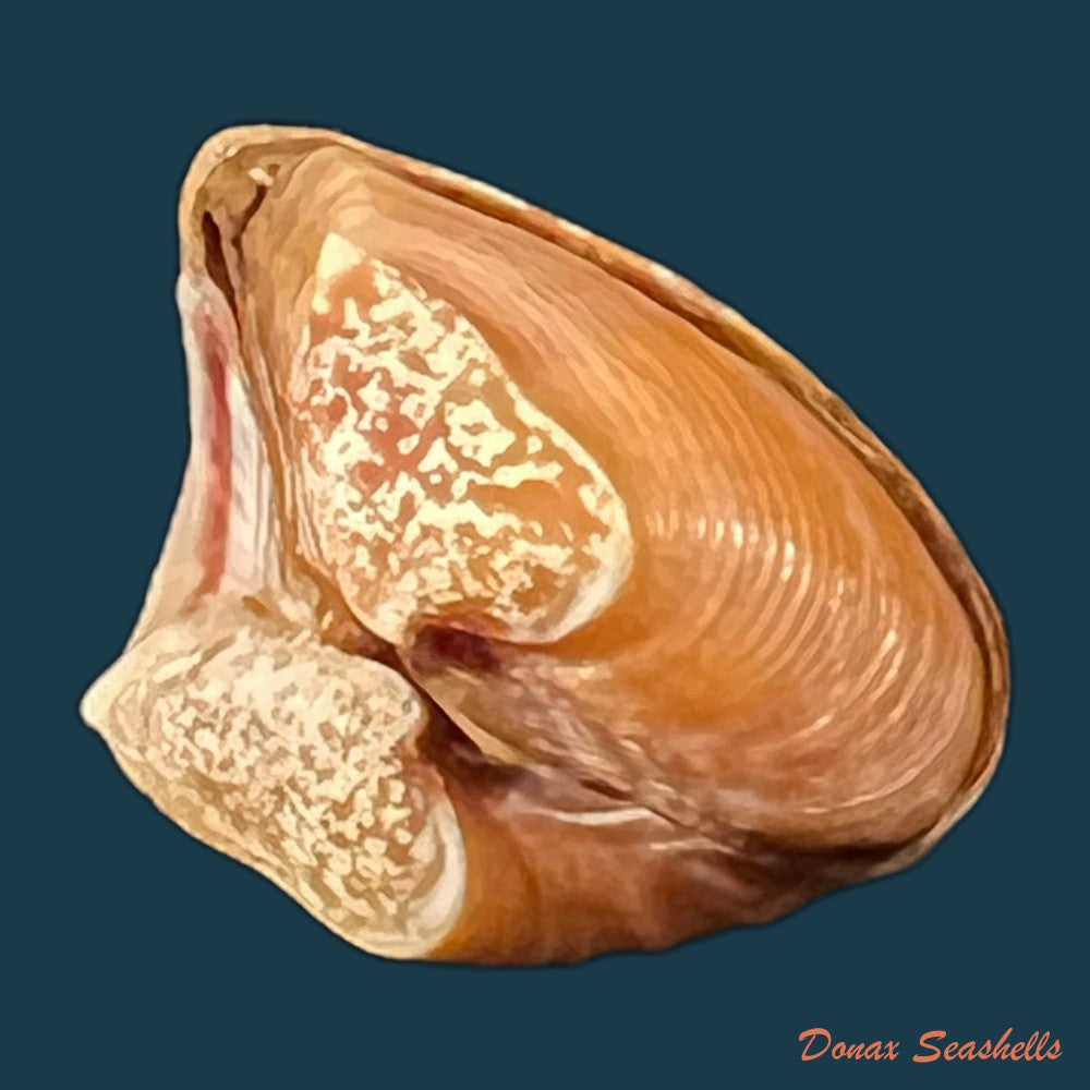 corbula-speciosa-reeve-1843-18-3mm-copia