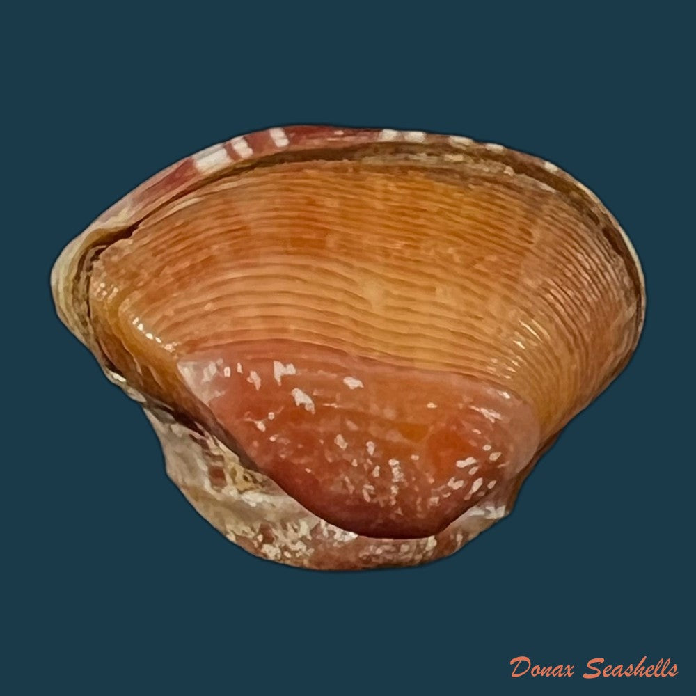 corbula-speciosa-reeve-1843-19-3mm-copia