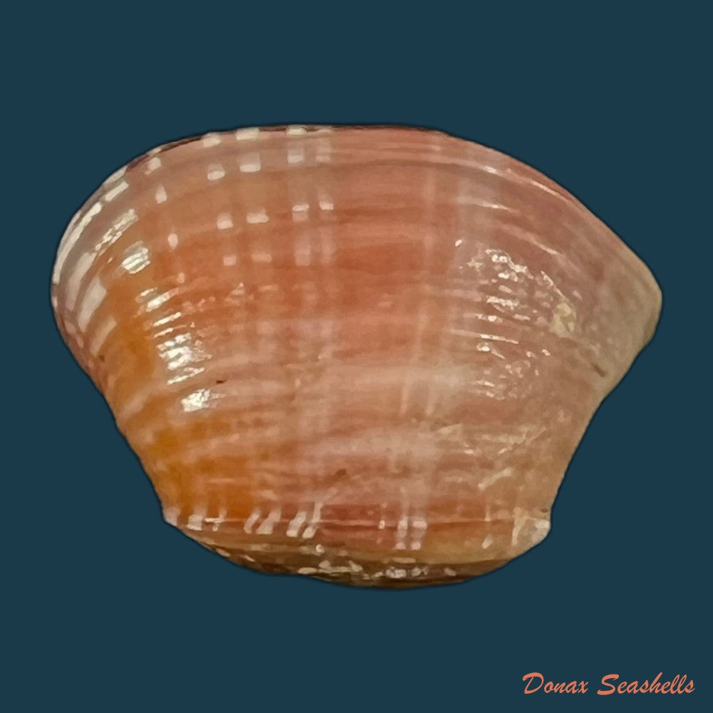 corbula-speciosa-reeve-1843-19-3mm-copia