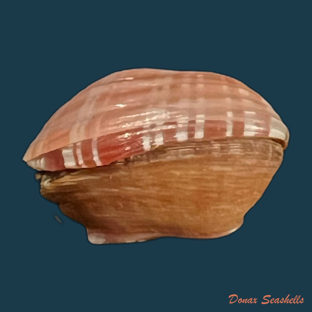 corbula-speciosa-reeve-1843-19-3mm-copia