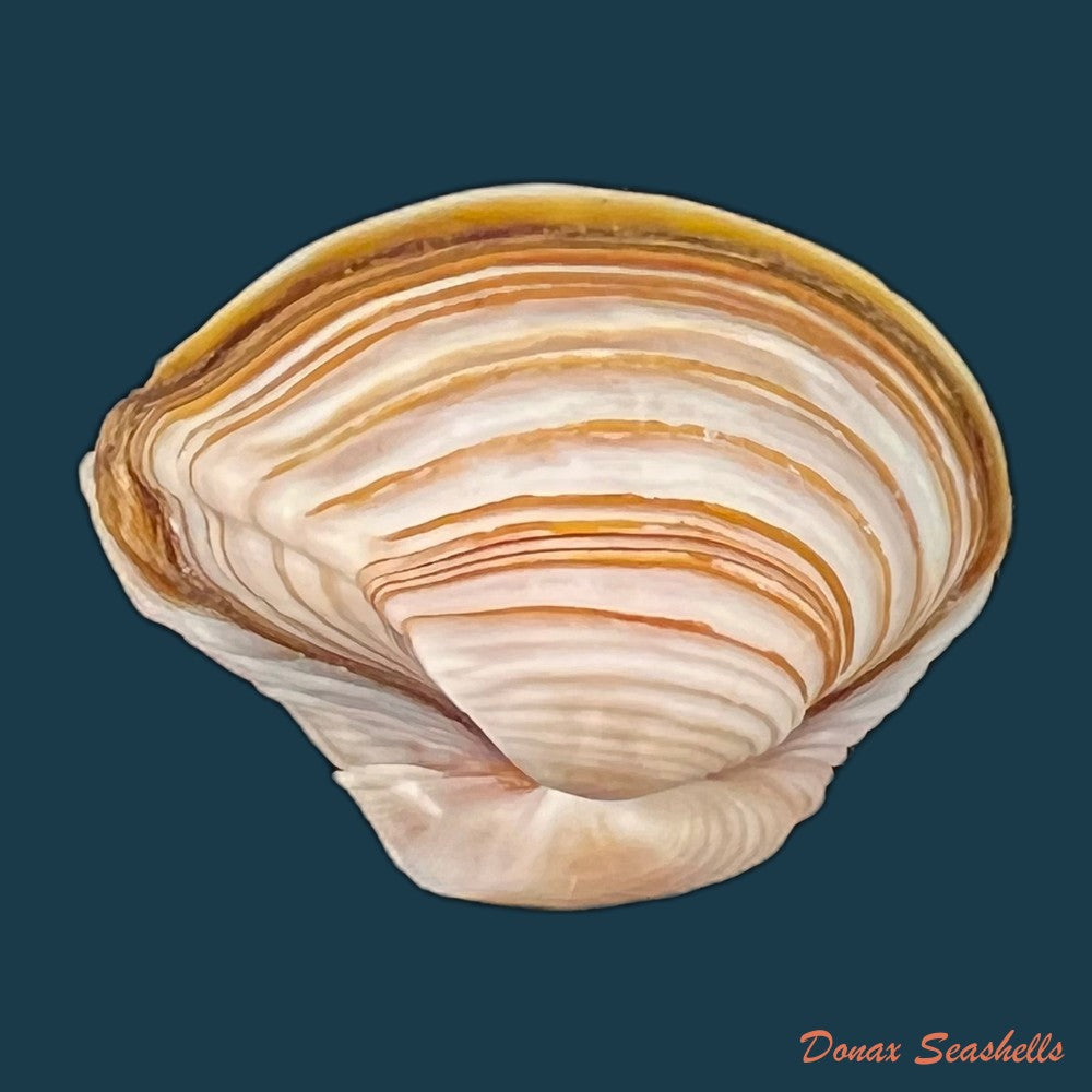 corbula-sulcata-lamarck-1801-24-8mm-copia