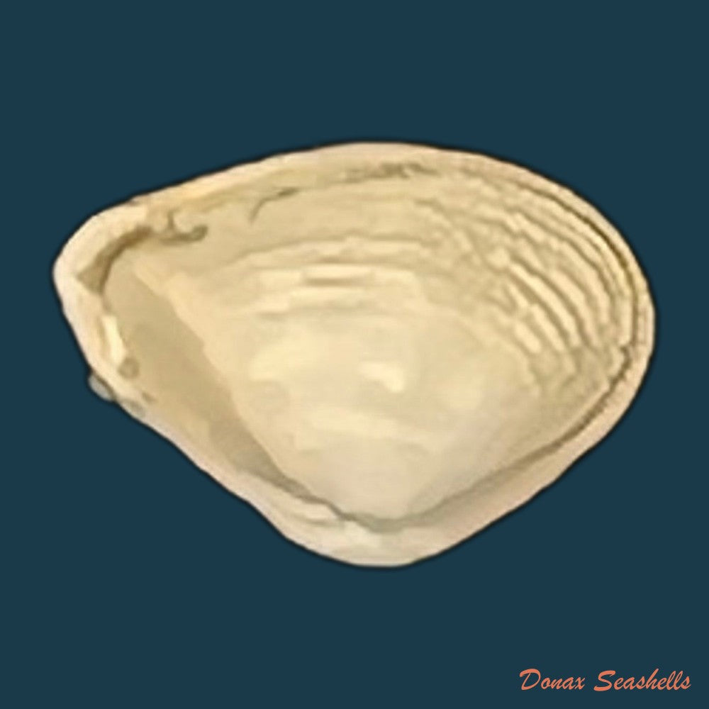 corbula-tumaca-olsson-1961-5-2mm-copia