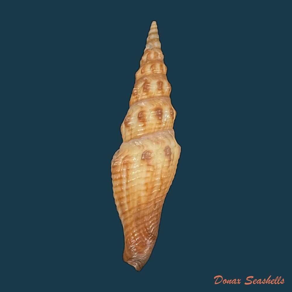 crassispira-maura-g-b-sowerby-i-1834-68mm-copia