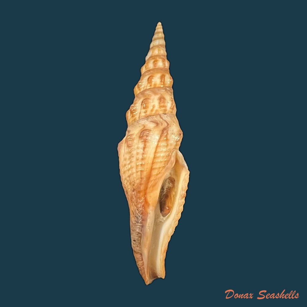 crassispira-maura-g-b-sowerby-i-1834-68mm-copia