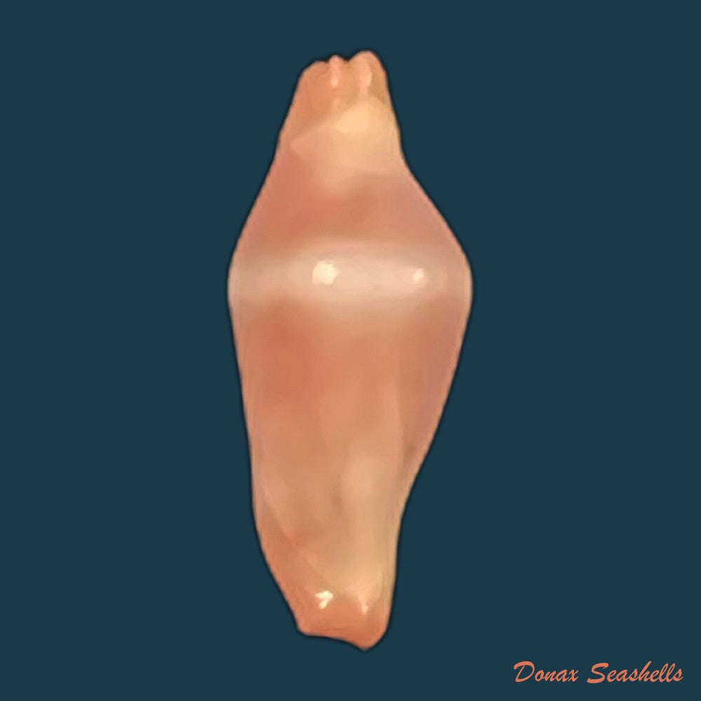 crenavolva-striatula-g-b-sowerby-i-1828-10-8mm-copia