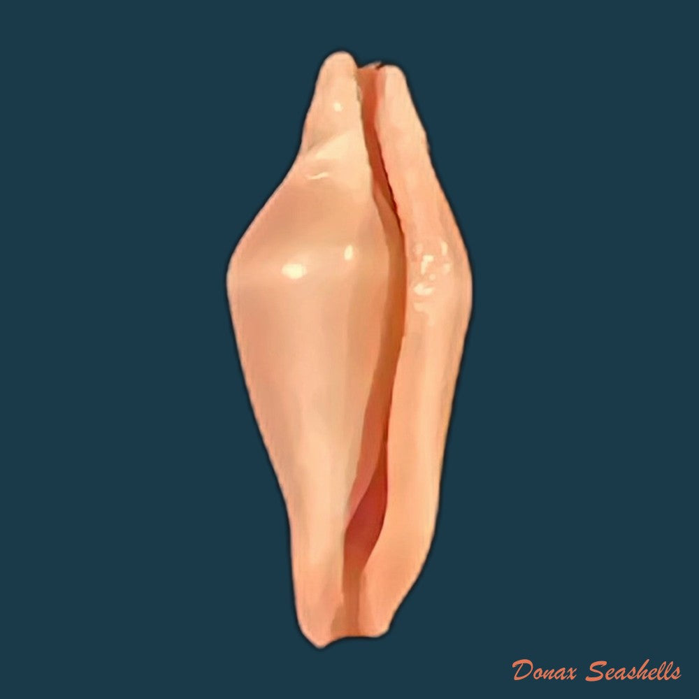crenavolva-striatula-g-b-sowerby-i-1828-10-8mm-copia