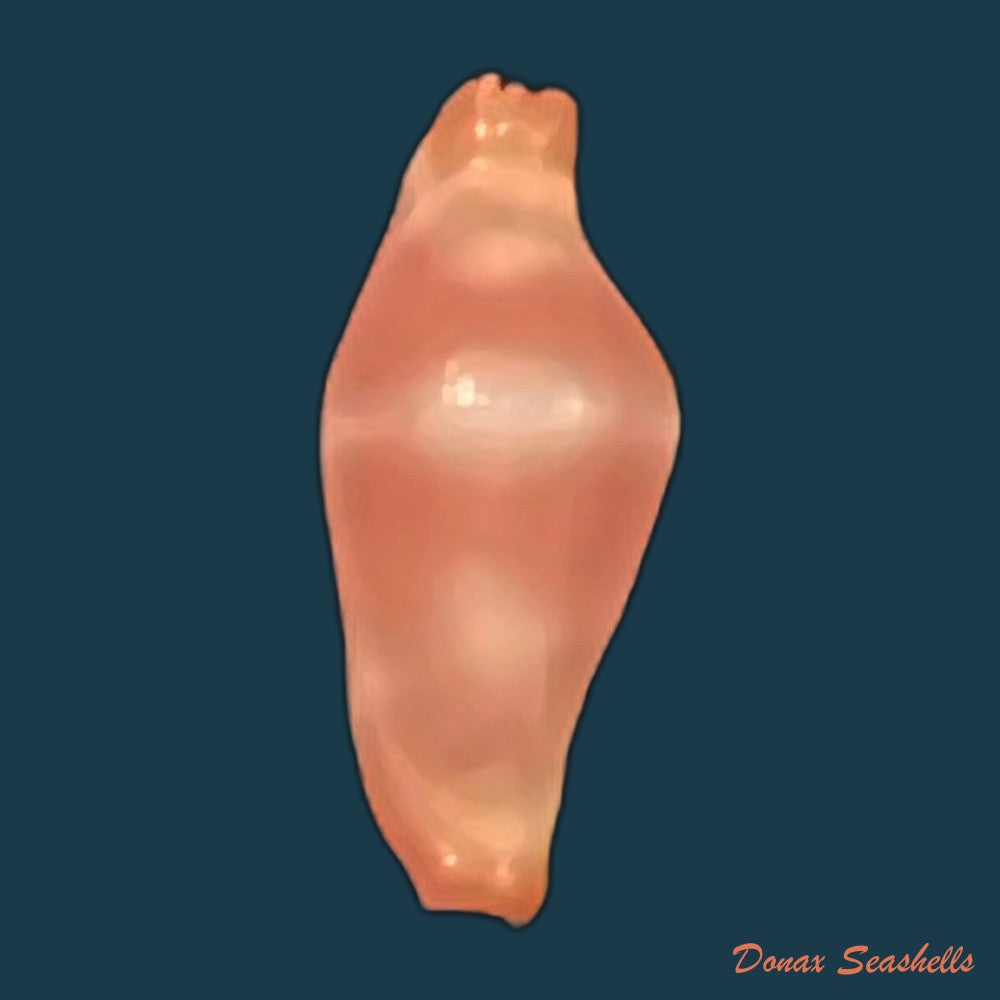 crenavolva-striatula-g-b-sowerby-i-1828-11-1mm-copia