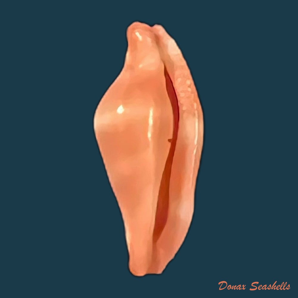 crenavolva-striatula-g-b-sowerby-i-1828-11-1mm-copia
