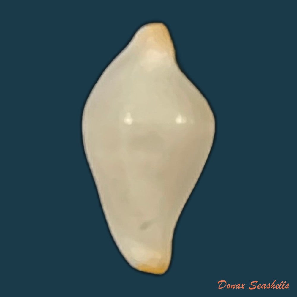 crenavolva-striatula-g-b-sowerby-i-1828-11mm-copia